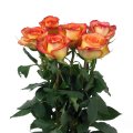 Change Roses with Orange Colour