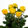 Change Roses with Yellow Colour